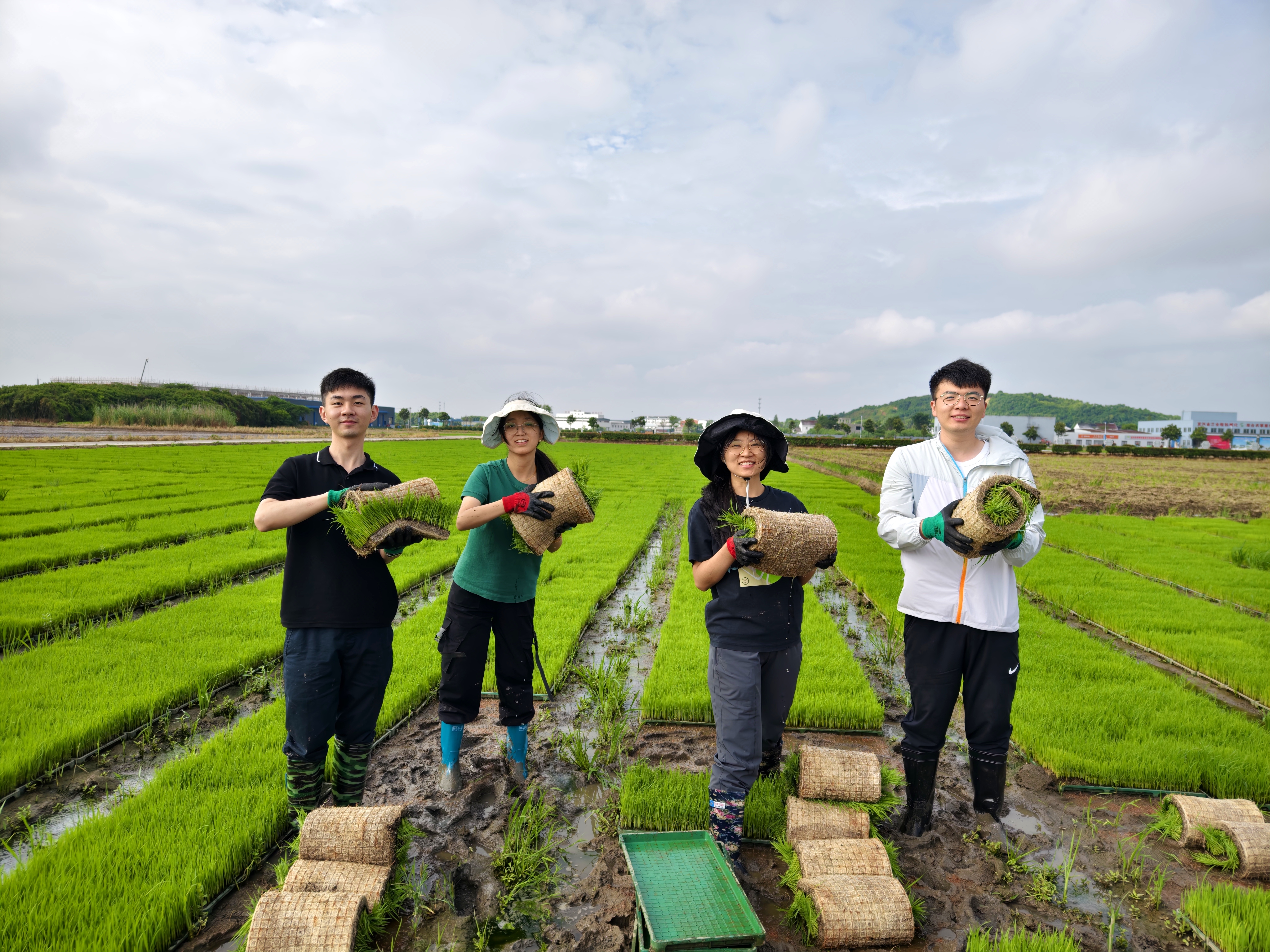 到村任職選調(diào)生在農(nóng)田搬運(yùn)秧盤(pán)。（無(wú)錫市委組織部 供圖）.jpg